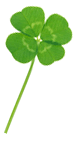clover